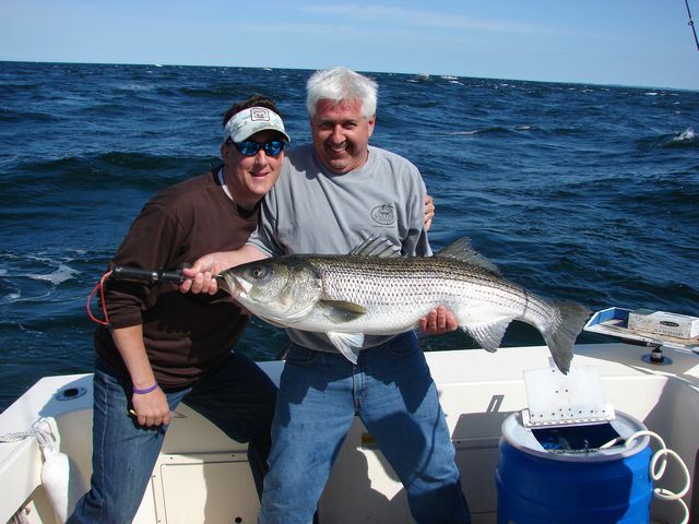 Live mackeral in the merrimack river