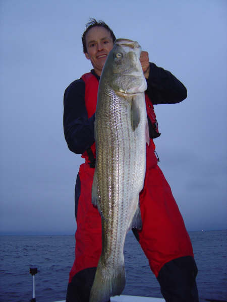 huge striper caught on topwater lure