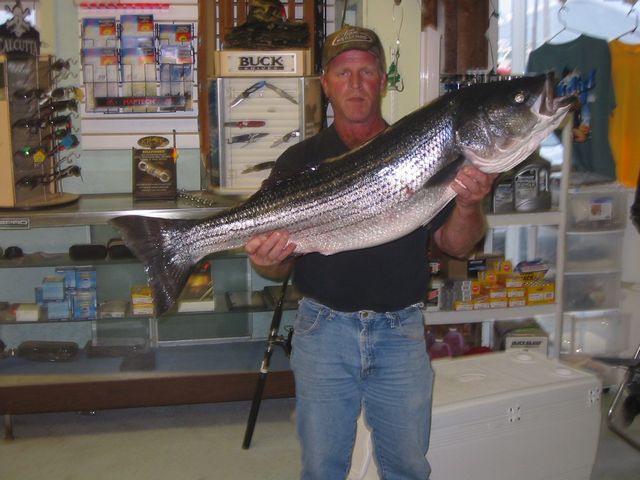 Big Striped Bass