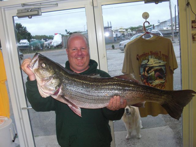 Large Striper